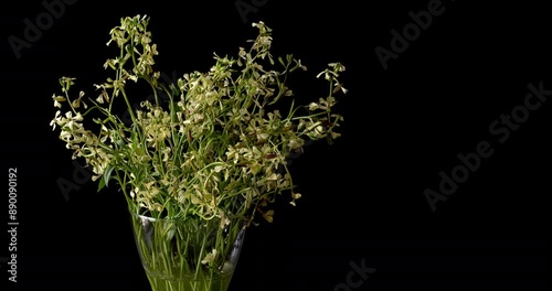 Blooming garden rocket (Eruca vesicaria) in glass vase on a round table. Black background. Table spin.  photo