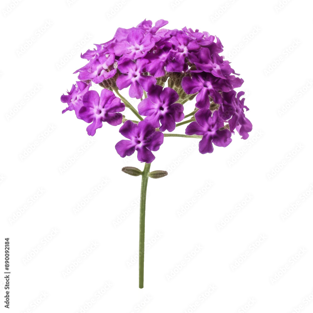 statice flowers isolated on white statice flowers isolated on white