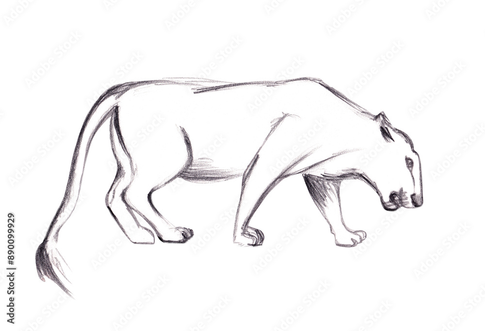 Obraz premium Pencil drawing of a lioness on a transparent background
