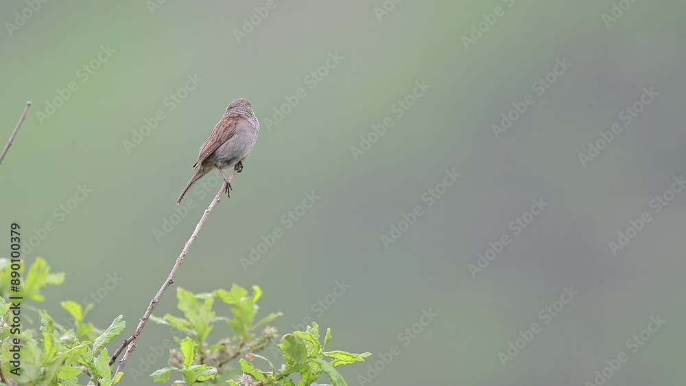 Singing under the rain, the Dunnock (Prunella modularis) Singing under the rain, the Dunnock (Prunella modularis)