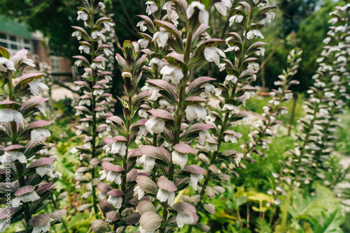 Картината върху платно Acanthus mollis Bear Breeches a spring summer flowering plant with a white summe