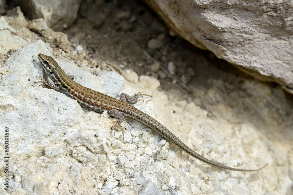 Milos-Mauereidechse - Weibchen // Milos wall lizard - female (Podarcis milensis) - Milos, Greece Milos-Mauereidechse - Weibchen // Milos wall lizard - female (Podarcis milensis) - Milos, Greece