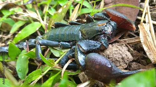 Scorpions are dangerous animals, they have deadly poison. Wild animal with poison in the tail