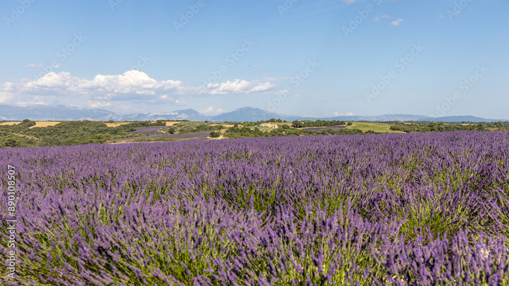 Lavender field in bloom in Valensole, Provence Lavender field in bloom in Valensole, Provence