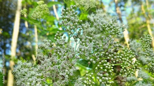 Eupatorium perfoliatum or boneset flower. Small white wildflowers in tropical forest