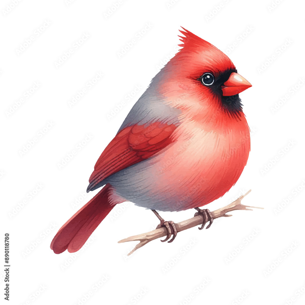 Cardinal bird watercolor isolated background Cardinal bird watercolor isolated background