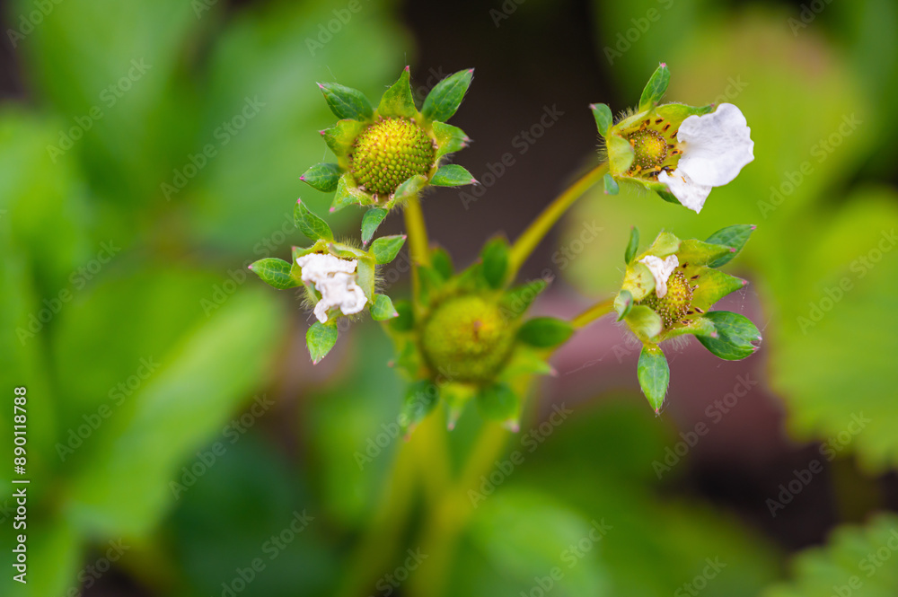 Strawberry flowers close up. Green leaves out of focus Strawberry flowers close up. Green leaves out of focus