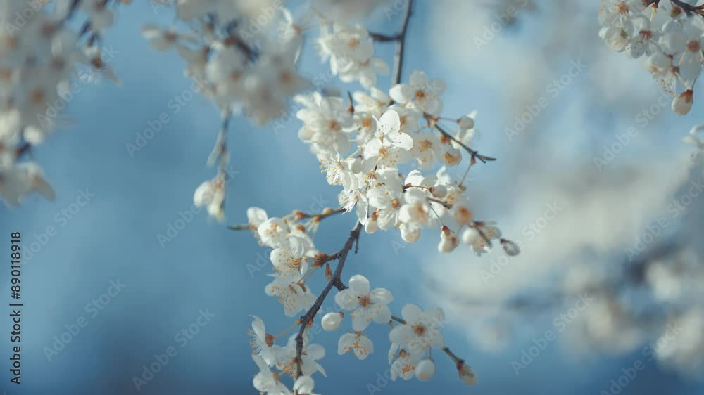 A close-up of cherry blossoms reveals their subtle pink hues and detailed stamen. A close-up of cherry blossoms reveals their subtle pink hues and detailed stamen.