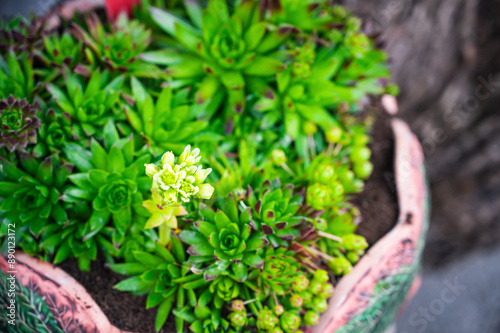 Succulent plant of the genus Molodilo (Sempervivum) from the Crassulaceae family. Sempervivum wulfenii photo