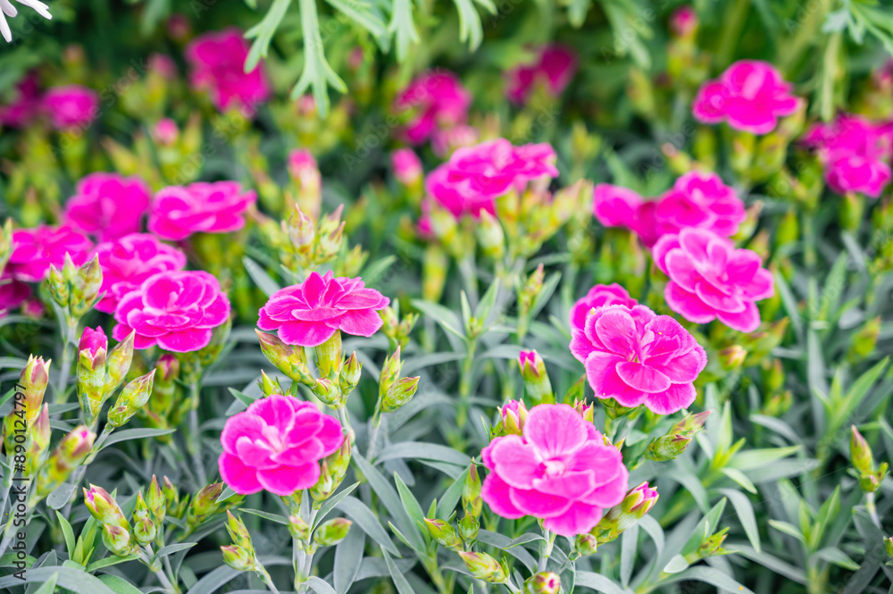 Potted carnation. Growing Chinese carnations in a pot Potted carnation. Growing Chinese carnations in a pot