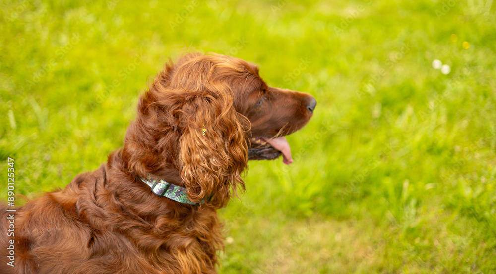 Beautiful Irish Setter dog is lying in grass on a summer day. Copy space. Web nature banner Beautiful Irish Setter dog is lying in grass on a summer day. Copy space. Web nature banner