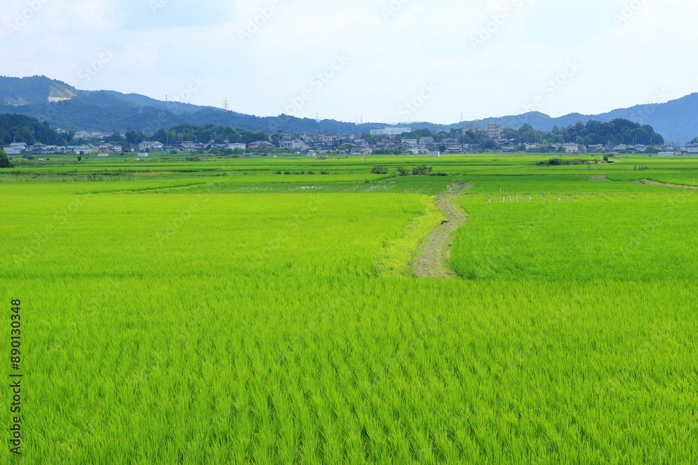 緑の田んぼが広がる風景 緑の田んぼが広がる風景
