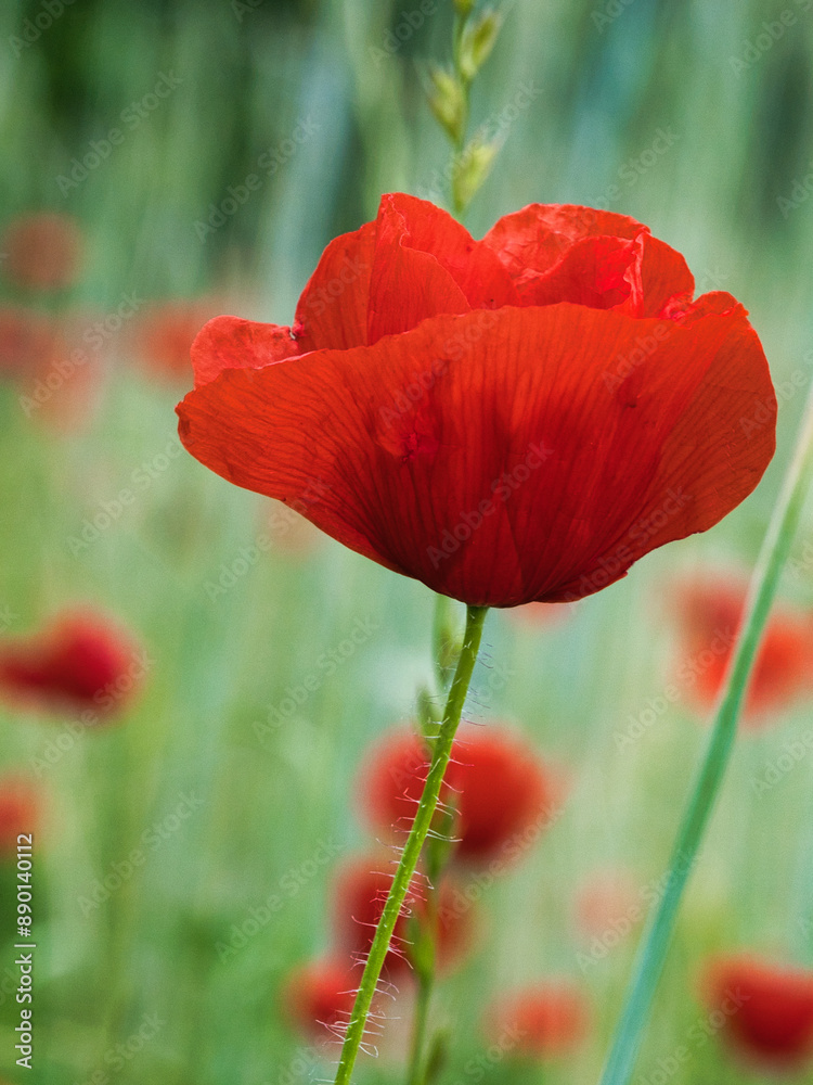 Naklejka premium Corn poppy in a summer meadow with red petals. Wildflower from nature. Red splashes
