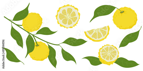 Hand drawn yuzu fruit. Set of Yuzu fruits isolated on a white background
