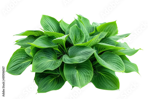Lush Green Hosta Plant With Transparent Background