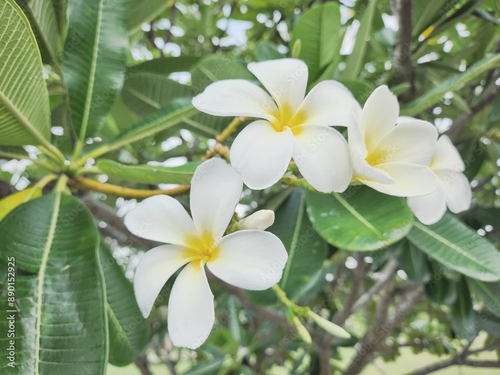 Beautiful of white frangipani tropical flowers and green leaves Beautiful of white frangipani tropical flowers and green leaves