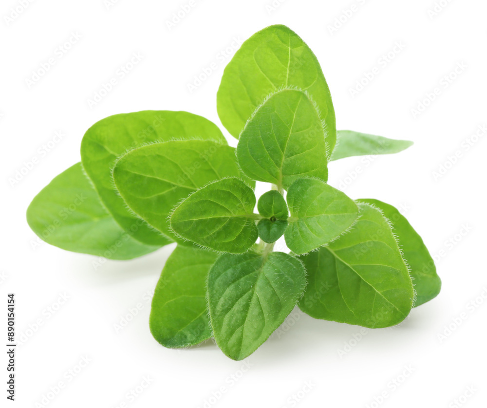 Sprig of fresh green oregano isolated on white Sprig of fresh green oregano isolated on white