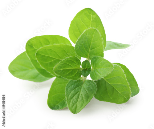 Sprig of fresh green oregano isolated on white