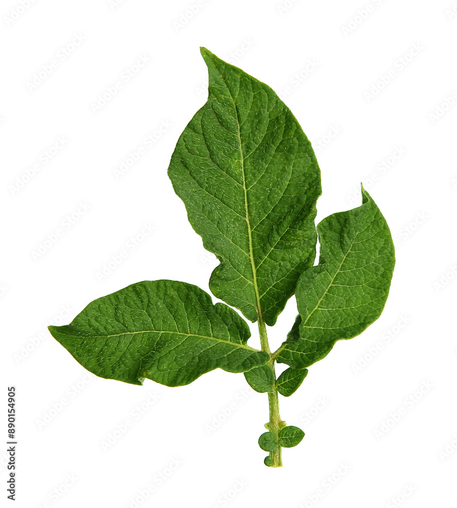 Obraz premium Green potato plant leaves isolated on white
