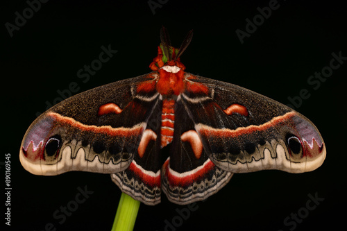 Cecropia Moth - Hyalophora cecropia, beautiful large colored moth from North American forests and woodlands, USA photo