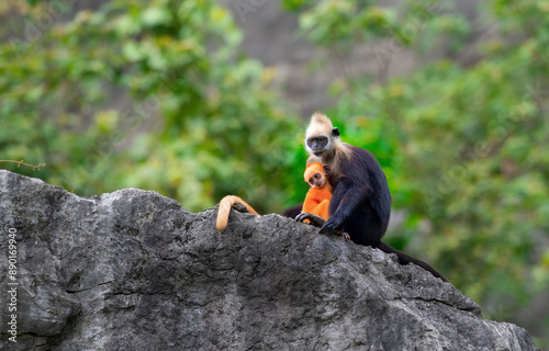 Photography Dusky leaf monkey with her baby in nature