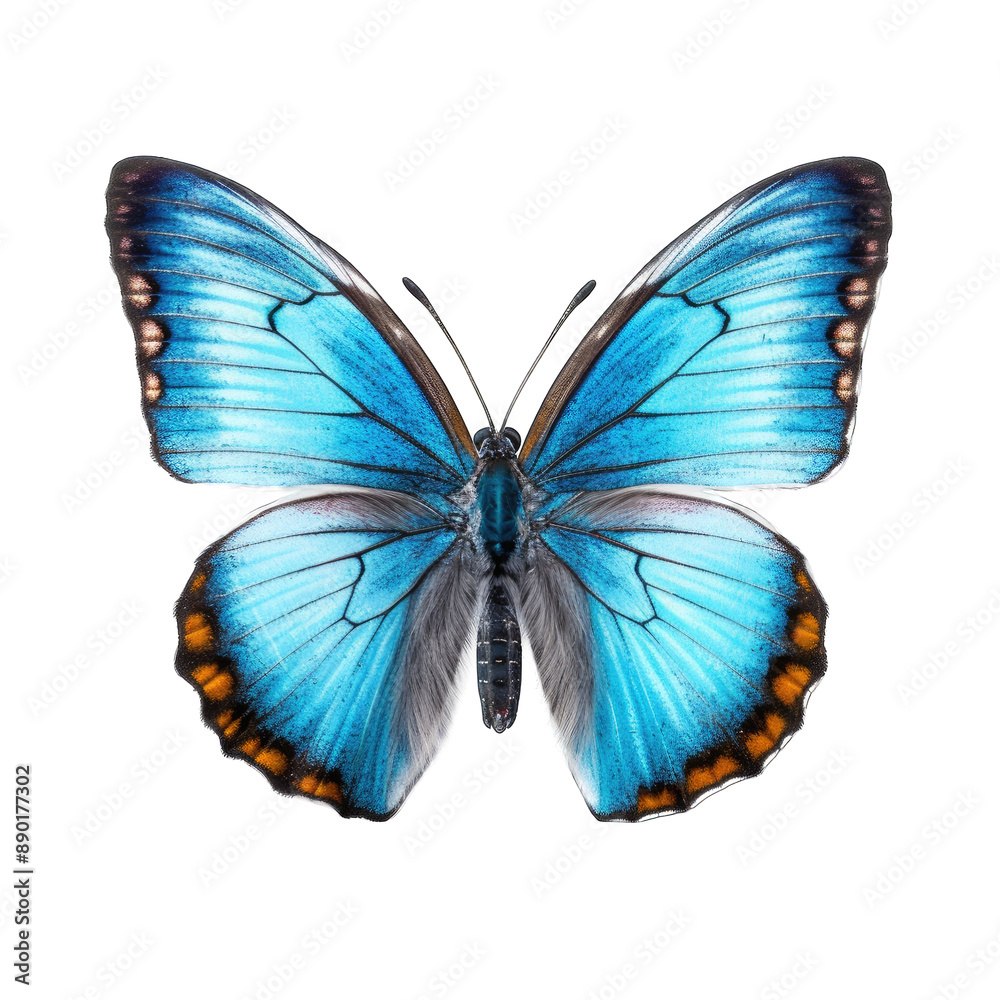 Fototapeta premium butterfly and its silhouette on transparent background