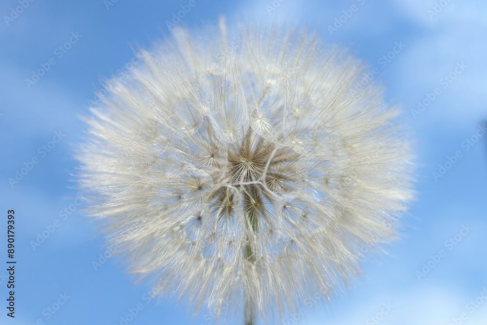 Dandelion on a background of blue bright sky. Dandelion abstract background. Freedom to Wish. Shallow depth of field. Abstract dandelion flower background. Seed macro closeup. Dandelion on a background of blue bright sky. Dandelion abstract background. Freedom to Wish. Shallow depth of field. Abstract dandelion flower background. Seed macro closeup.
