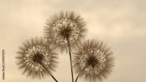 Three dandelions on a blurred background. Freedom of desire. Abstract dandelion flower background. Seeds macro close-up. Nature background with dandelions. Fragility. Nature banner. toned image, sepia photo