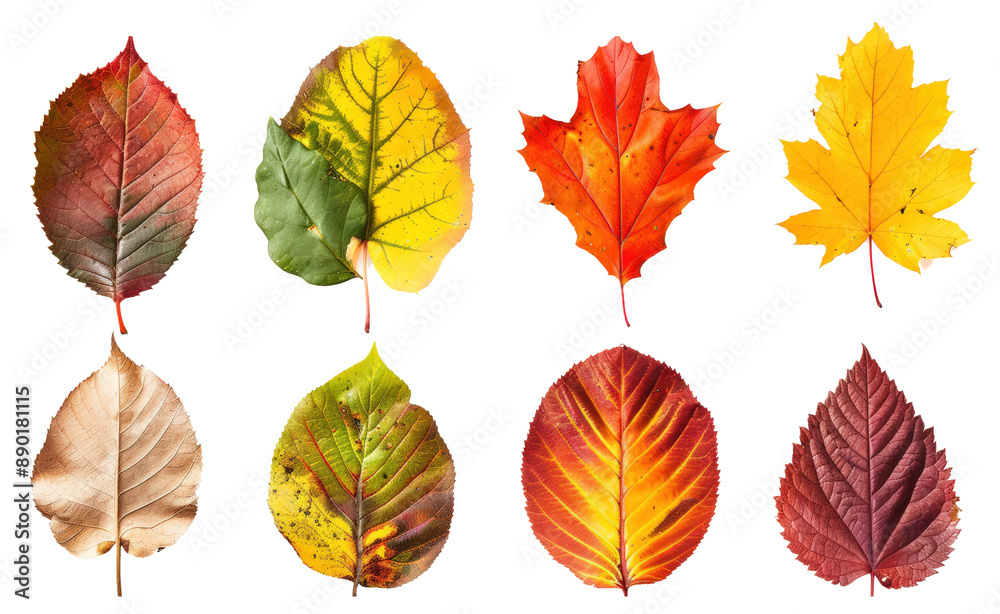 Collection of vibrant autumn leaves in various colors and shapes on a white background, showcasing the beauty of fall foliage. Collection of vibrant autumn leaves in various colors and shapes on a white background, showcasing the beauty of fall foliage.