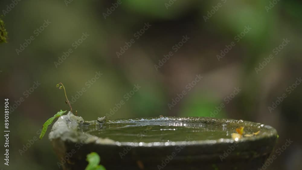a Javan black-capped babbler bird is bathing in an earthen cup filled with water a Javan black-capped babbler bird is bathing in an earthen cup filled with water