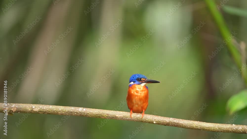 Velvet blue bird with dark brown chest nicely perching on wooden over soft background, blue-eared kingfisher Velvet blue bird with dark brown chest nicely perching on wooden over soft background, blue-eared kingfisher