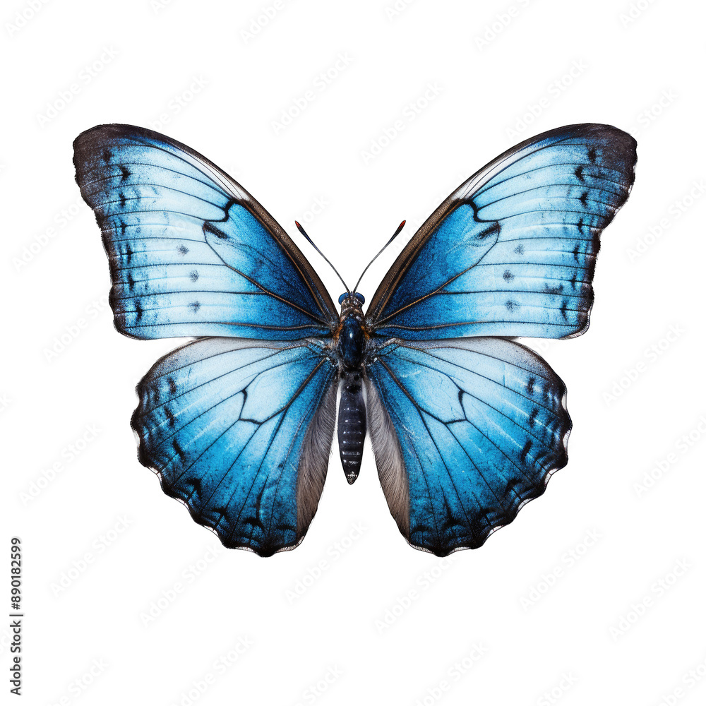 Fototapeta premium butterfly and its silhouette on transparent background