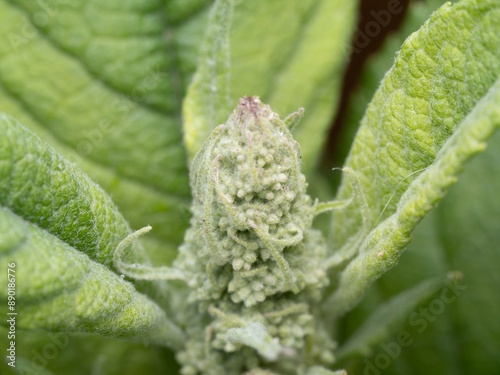 New flower growth on a Budlia, butterfly bush. Buddleja davidii, Butterfly-bush or Orange eye is a species of flowering plant photo