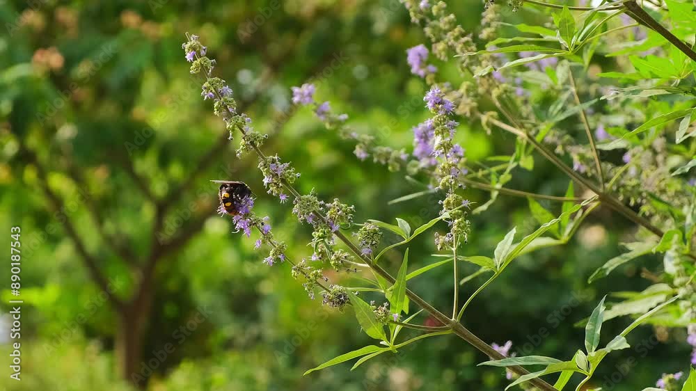 a hornet on a flowering bush. a butterfly on a flowering bush. bumblebee on a flowering bush. Insects swarm in search of pollen a hornet on a flowering bush. a butterfly on a flowering bush. bumblebee on a flowering bush. Insects swarm in search of pollen