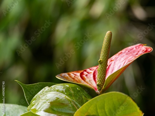 Close up macro of the Flamingo flower. Red Anthurium andraeanum flamingo flower close-up stock images,Beautiful red flower vertical stock photo, Beautiful