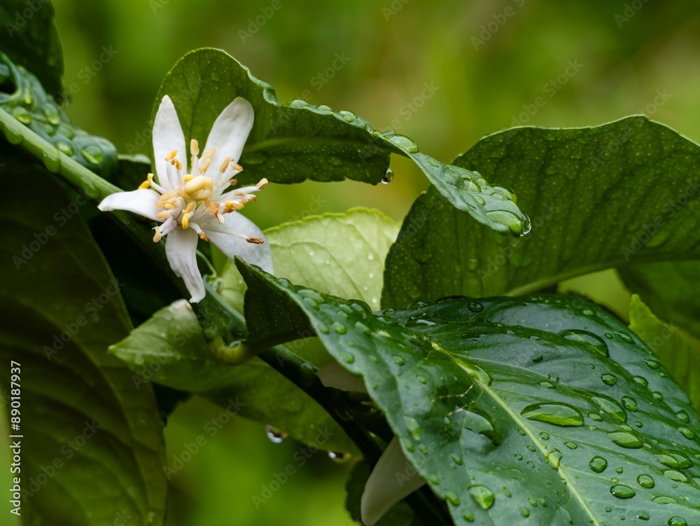 Lemon tree with new summer growth. Newly developing lemon fruits. Closeup.