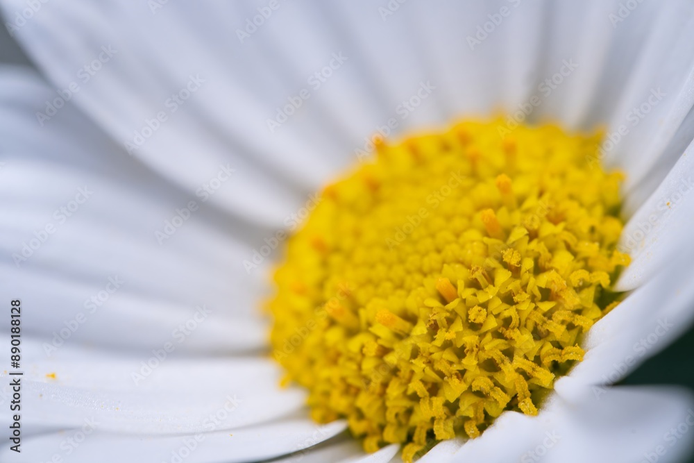 White Aster (Tribe Astereae) Garden daisies bloom in the summer garden. Macro summer. Chamomile flowers in sunlight close-up. Field daisies as flowers background with copy space White Aster (Tribe Astereae) Garden daisies bloom in the summer garden. Macro summer. Chamomile flowers in sunlight close-up. Field daisies as flowers background with copy space