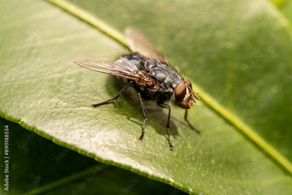 Detailed close-up macro of a shiny golden greenbottle fly sitting on a leaf. Domestic fly. close up compound eyes of fly on green background. Fly on a leaf macro. Rear view. Detailed close-up macro of a shiny golden greenbottle fly sitting on a leaf. Domestic fly. close up compound eyes of fly on green background. Fly on a leaf macro. Rear view.