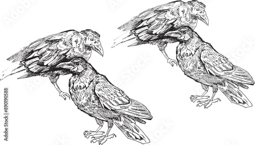 Set Realistic Line art raven white crow animal illustration coloring book clip art design holographic feather outline drawing contour sketch Halloween bird design albino mammal wild nature hand drawn