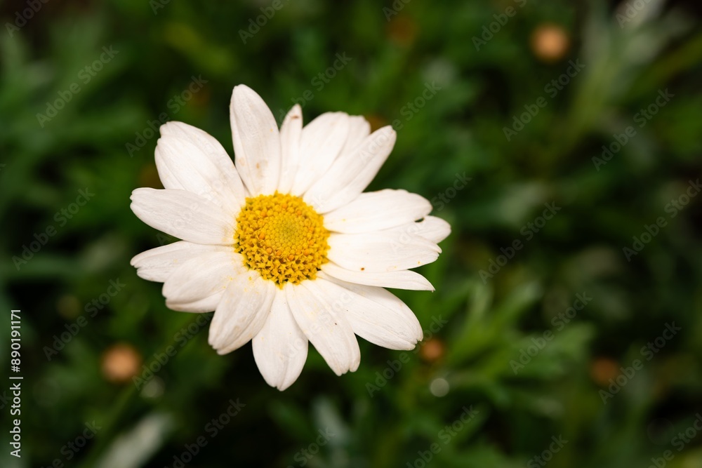 White Aster (Tribe Astereae) Garden daisies bloom in the summer garden. Macro summer. Chamomile flowers in sunlight close-up. Field daisies as flowers background with copy space White Aster (Tribe Astereae) Garden daisies bloom in the summer garden. Macro summer. Chamomile flowers in sunlight close-up. Field daisies as flowers background with copy space