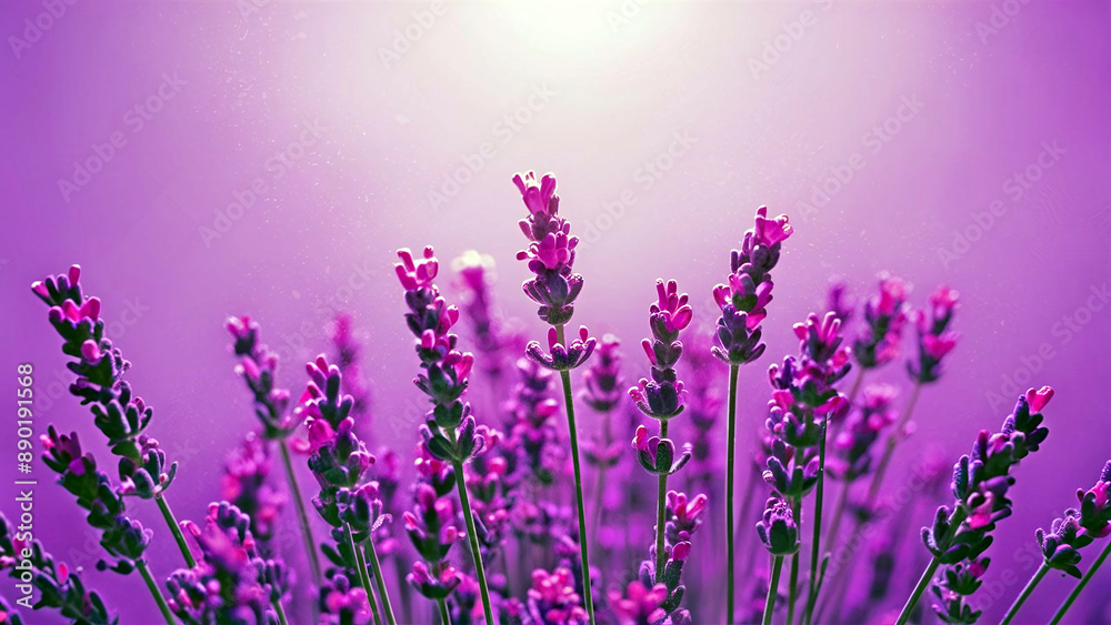 Naklejka premium Serene minimalist illustration of lavender flowers with soft pastel background, perfect for themes of wellness, relaxation, and tranquility. 