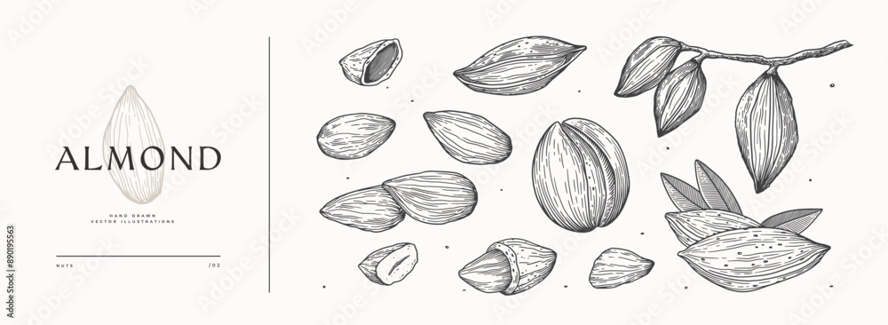 Hand-drawn almond nut. Tropical fetus shelled. Organic food concept. It can be used as a decoration element for markets, menus, and packaging. Vintage botanical illustrations. Hand-drawn almond nut. Tropical fetus shelled. Organic food concept. It can be used as a decoration element for markets, menus, and packaging. Vintage botanical illustrations.
