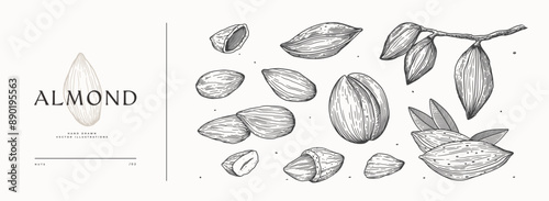 Hand-drawn almond nut. Tropical fetus shelled. Organic food concept. It can be used as a decoration element for markets, menus, and packaging. Vintage botanical illustrations.
