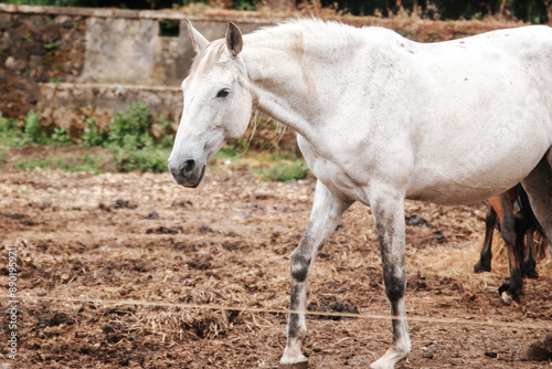 White horse in an enclosure