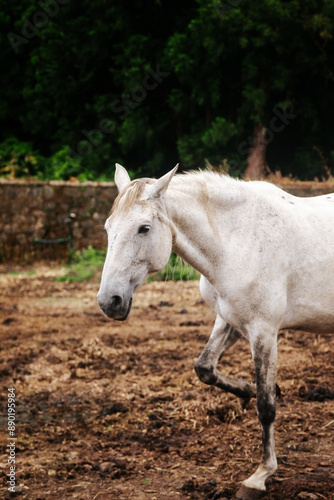 White horse in dirt field