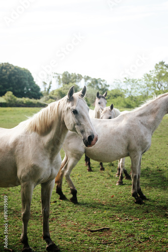 Horses in a grassy field