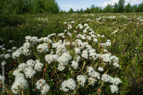 Marsh Labrador Tea (Rhododendron tomentosum) photo