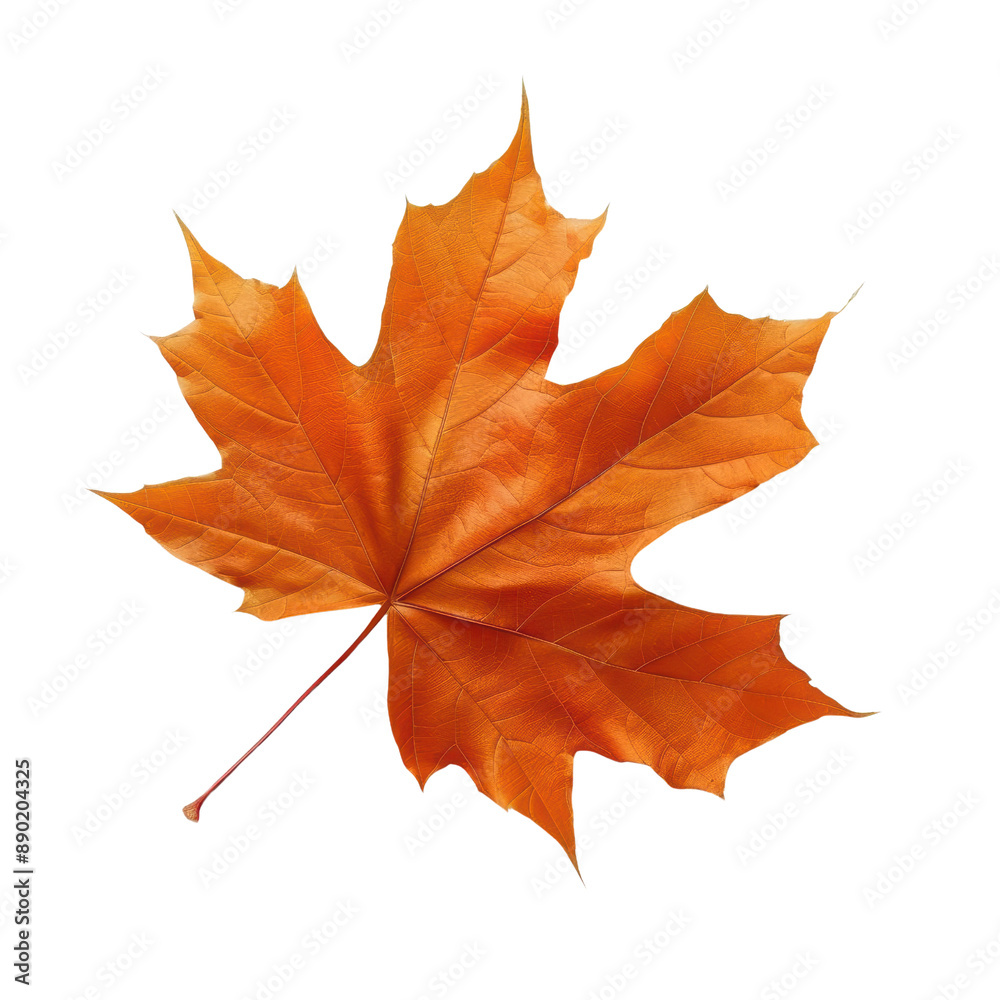 Obraz premium A leaf with a red tip is shown on a Transparent Background