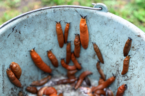 Many orange Spanish slugs Arion vulgaris collected in a bucket from the garden. Control of garden pests photo