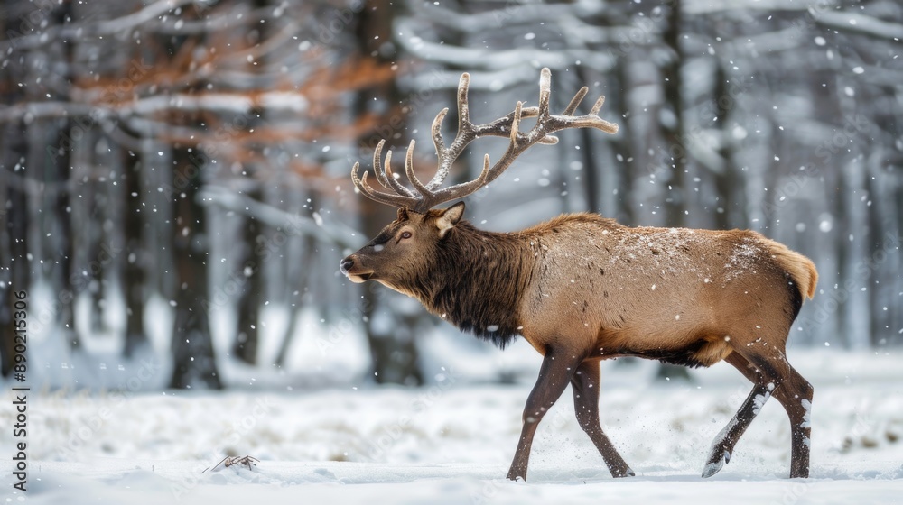 Woods Snow. Wild Brown Elk Walking in Winter Forests of Norway Woods Snow. Wild Brown Elk Walking in Winter Forests of Norway